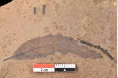 Foto (Detailsansicht) von Quercus palaeoilex Ettingshausen (NHMW-GEO-2024-0188-0846)